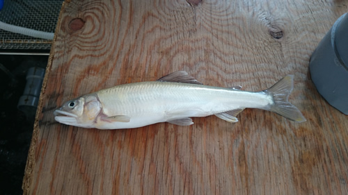 2015-07-31 16.14.jpg