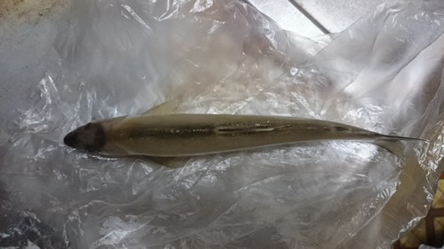 2015-07-31 16.44.jpg