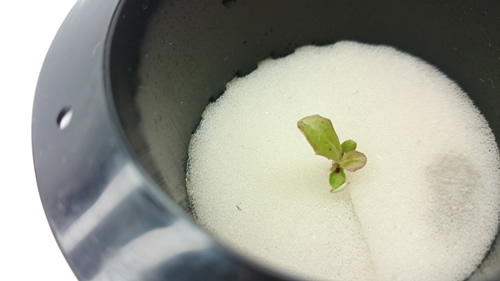 2017-03-28 10.31.51.jpg