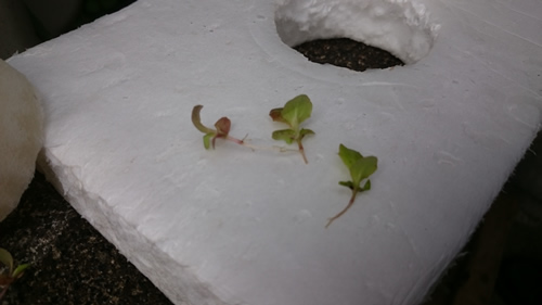 2017-03-30 13.19.16.jpg