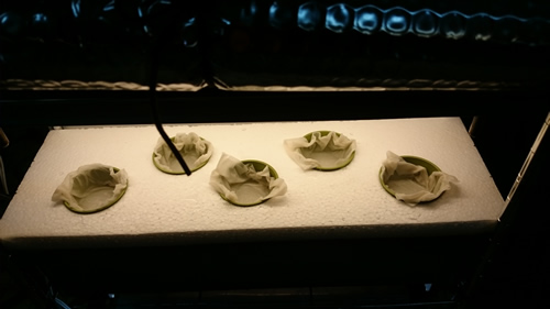 2017-03-31 09.21.56.jpg