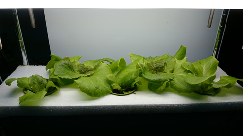 2017-05-02 17.32.48.jpg