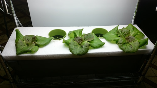 2017-05-02 17.33.10.jpg