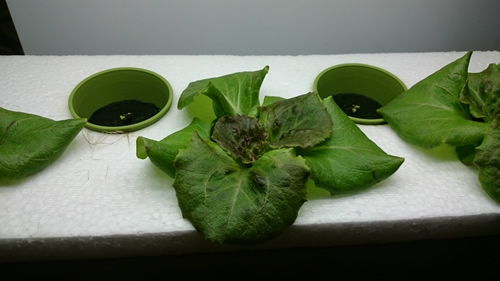 2017-05-02 17.33.15.jpg