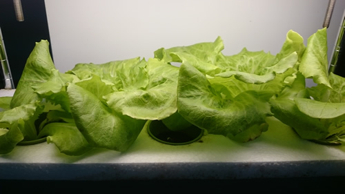 2017-05-08 11.25.01.jpg