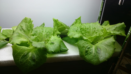 2017-05-08 11.25.16.jpg