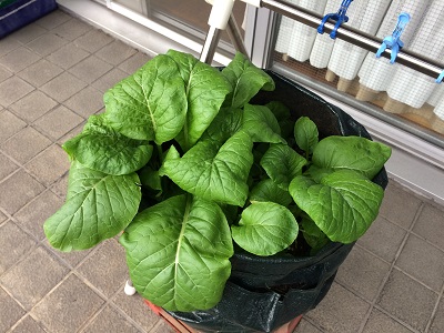 あきまき小松菜38日目.jpg