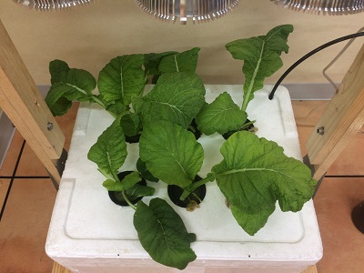 一ヶ月水耕.jpg