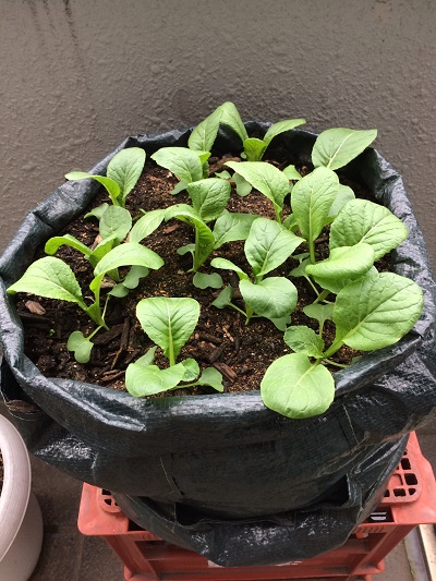 小松菜はるまき間引き後５日.jpg