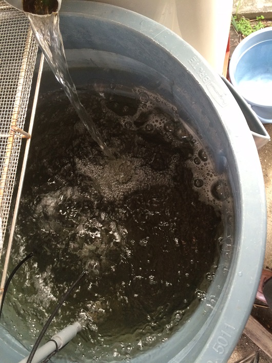 マナウォーターとバンブーで岩魚の飼育実験