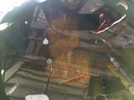 マナウォーターとバンブーで岩魚の飼育実験