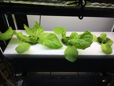 本社水耕　チマサンチュウ３週間.jpg