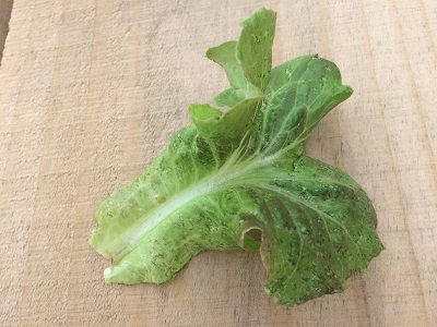 熱　レタス１.jpg