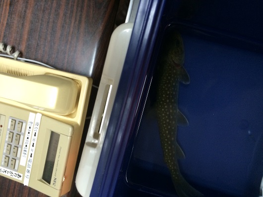 マナウォーターとバンブーで岩魚の飼育実験