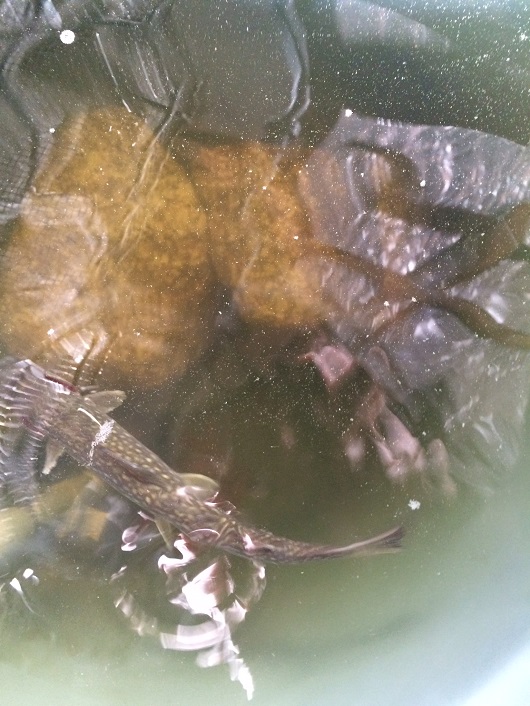 マナウォーターとバンブーで岩魚の飼育実験